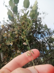 Astephanus triflorus