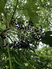 Fatsia japonica