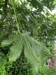 Fatsia japonica
