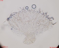 Fuscolachnum misellum