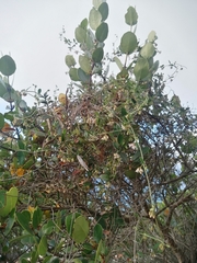 Astephanus triflorus