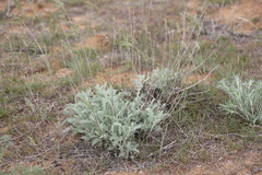 Artemisia fragrans