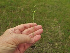 Linum medium texanum