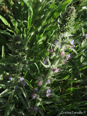 Echium lusitanicum