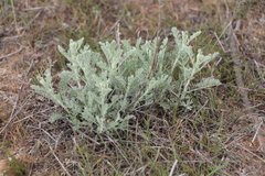 Artemisia fragrans