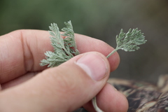 Artemisia fragrans