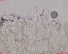 Fuscolachnum misellum