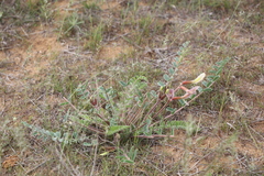 Astragalus longipetalus