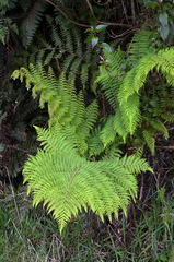 Cyathea colensoi