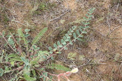Astragalus longipetalus