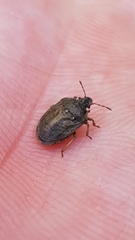 Podops inunctus