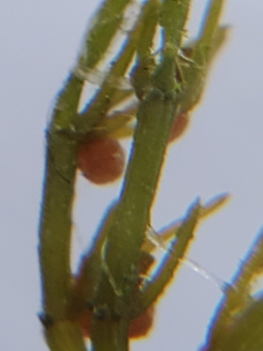 Image of Chara contraria by (c) Samuel A Schmid, PhD, PWS, some rights reserved (CC BY)