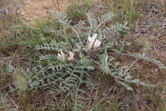 Astragalus dolichophyllus