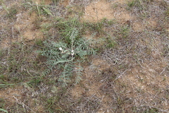 Astragalus dolichophyllus