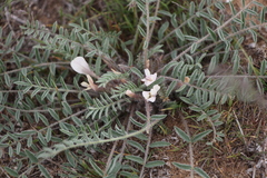 Astragalus dolichophyllus