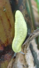 Pseudoveronicella thomensis