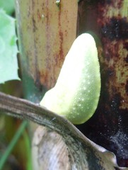 Pseudoveronicella thomensis