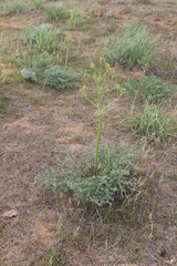 Prangos odontalgica