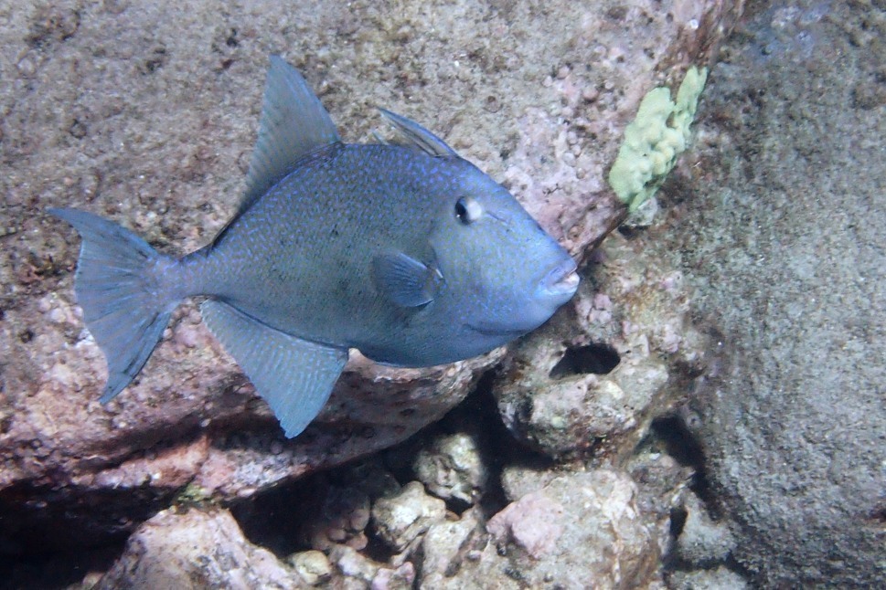 Finescale Triggerfish (Marine Fishes of the Gulf of California ...