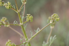 Prangos odontalgica