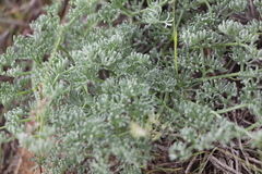 Prangos odontalgica