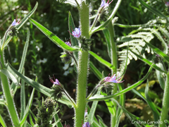 Echium lusitanicum