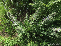 Echium lusitanicum
