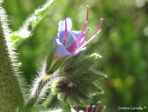 Violet-vein Viper's-bugloss