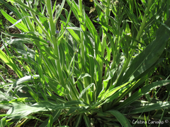 Echium lusitanicum