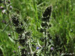 Echium lusitanicum