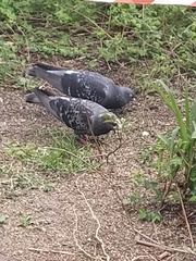 Columba livia domestica