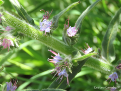 Echium lusitanicum