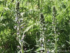 Echium lusitanicum