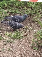 Columba livia domestica