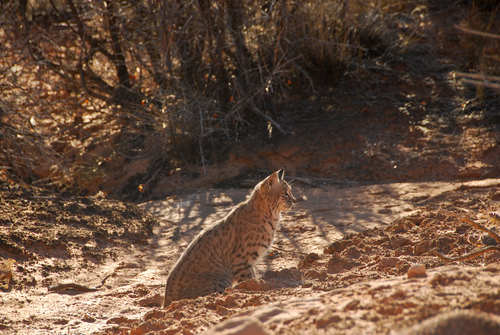 Bobcat photographed in Utah