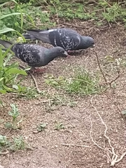 Columba livia domestica