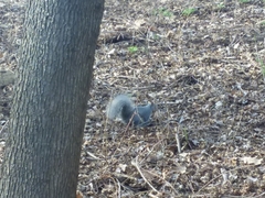 Sciurus griseus