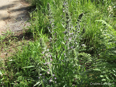 Echium lusitanicum