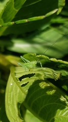 Tettigonia viridissima