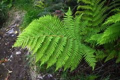 Cyathea colensoi