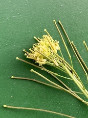 Sisymbrium irio