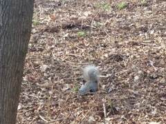 Sciurus griseus