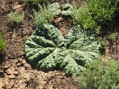Rheum tataricum