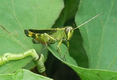 Heteracris guineensis