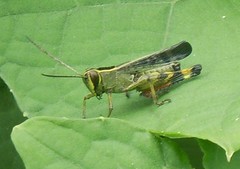 Heteracris guineensis
