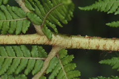 Cyathea colensoi