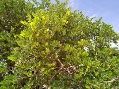 Piliostigma reticulatum