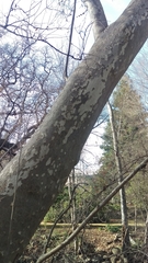 Platanus racemosa