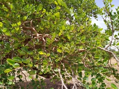 Piliostigma reticulatum