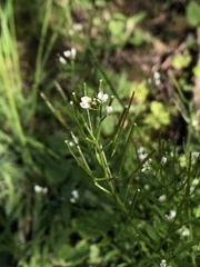 Cardamine flexuosa